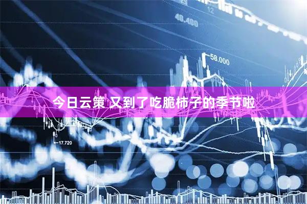 今日云策 又到了吃脆柿子的季节啦